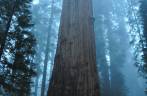 A famosa 'General Sherman', a maior árvore do mundo, no Sequoia National Park,  na Califórnia - EUA